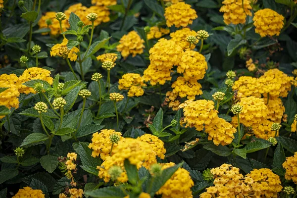 Blooming Yellow Lantana Flower Bush — Stock Photo, Image