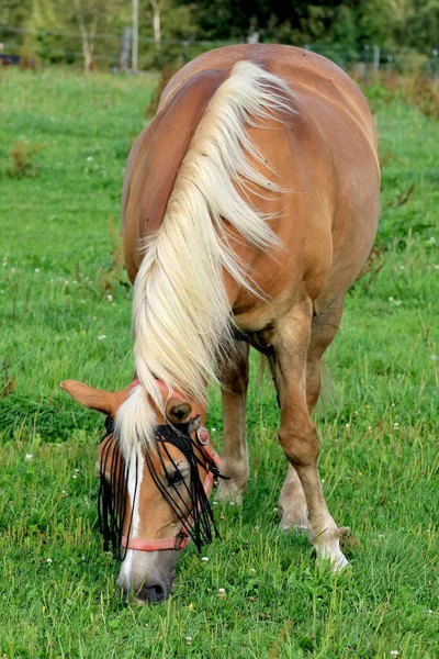 Foco Seletivo Cavalo Pastando Gramíneas Rancho Contra Fundo Turvo — Fotografia de Stock