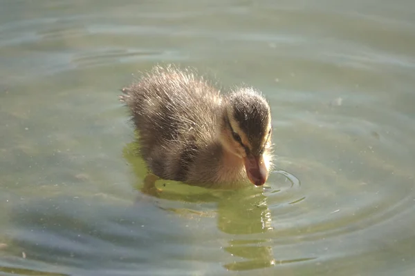 Primer Plano Patito Nadando Estanque —  Fotos de Stock