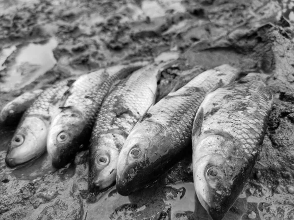 Een Grijswaarden Shot Van Dode Vis Het Strand — Stockfoto