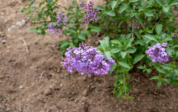 Närbild Syrenblommor Buske — Stockfoto