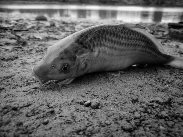 Una Foto Scala Grigi Pesce Morto Sulla Spiaggia — Foto Stock