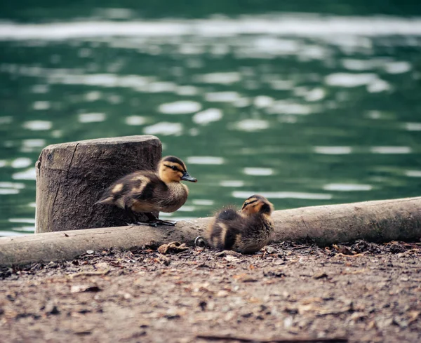 黎明时分 一群小鸭栖息在一个被湖水环绕的码头上 — 图库照片