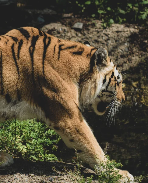 Una Tigre Reale Che Cammina Alla Luce Del Sole — Foto Stock