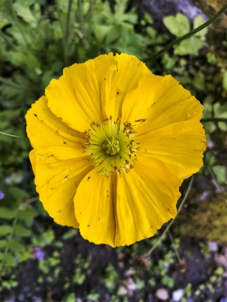 Primer Plano Vertical Una Amapola Amarilla Islandia Papaver Nudicaule —  Fotos de Stock