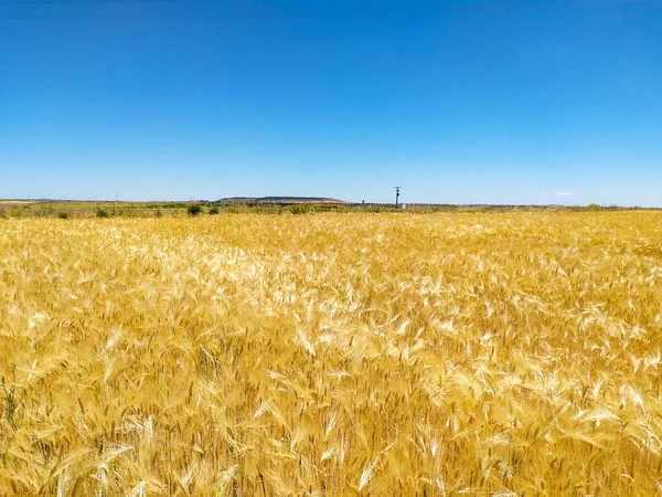 Beautiful Lush Yellow Barley Field Warm Summer Day Clear Blue — Stock Photo, Image