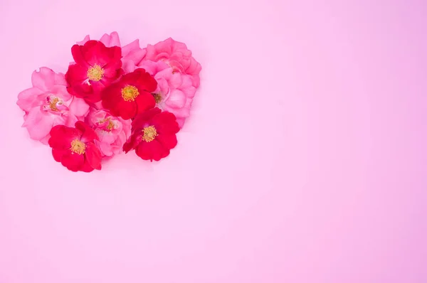 Ένα Μάτσο Φρέσκα Ουγγρικά Τριαντάφυλλα Απομονωμένα Ροζ Φόντο Χώρο Αντίγραφο — Φωτογραφία Αρχείου