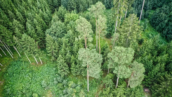 Vzdušný Pohled Zelené Husté Lesy Slunečného Dne — Stock fotografie
