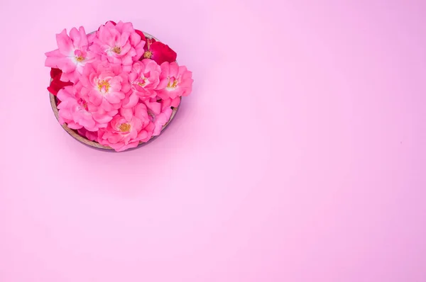 Kvetoucí Růže Květiny Izolované Růžovém Pozadí Volným Prostorem Pro Text — Stock fotografie