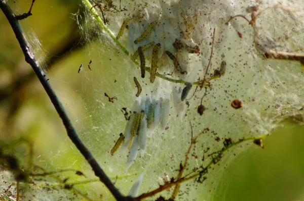 Nest Ermine Moths Bush Many Have Already Pupated Bush Longer — Stock Photo, Image