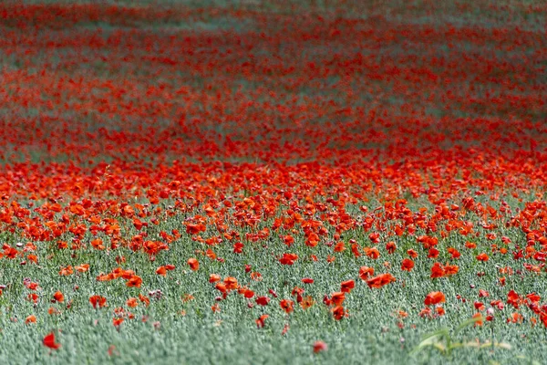 Belo Campo Com Papoilas Cabeça Comprida França Flores Vermelhas Campo — Fotografia de Stock