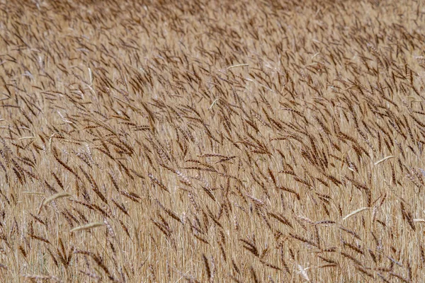 Campo Grano Dorato Una Giornata Sole — Foto Stock