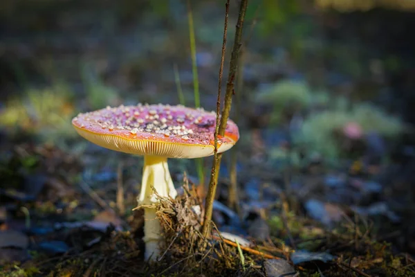 Selective Focus Shot Fly Agaric Mushroom Field — Stock Photo, Image