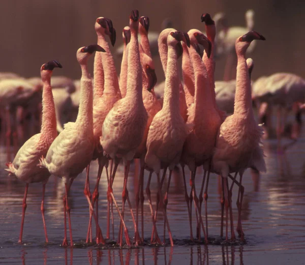 Eine Gruppe Schöner Flamingos Teich Einem Sonnigen Tag — Stockfoto