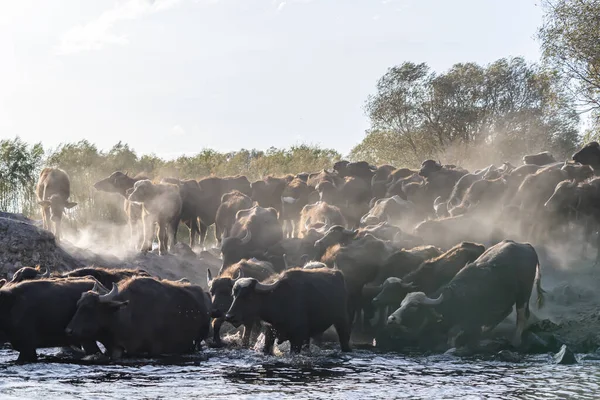 Uma Manada Búfalos Negros Fortes Água — Fotografia de Stock
