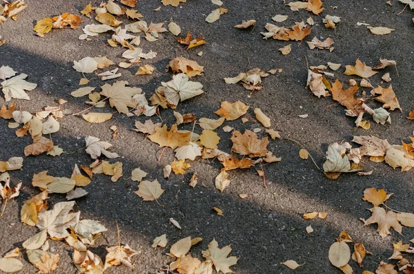 Een Close Shot Van Droge Gevallen Bladeren Een Herfstdag — Stockfoto