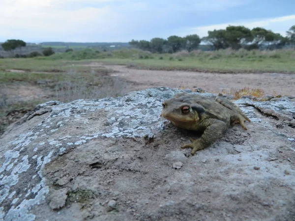 Close Sapo Comum Bufo Spinosus Uma Pedra — Fotografia de Stock