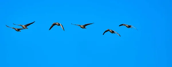Parlak Mavi Gökyüzünde Uçan Gri Kazlar — Stok fotoğraf