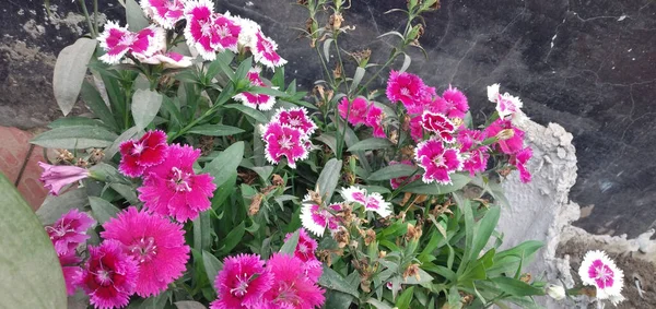 Tiro Seletivo Foco Flores Rosa Brancas Exóticas Capturadas Jardim — Fotografia de Stock