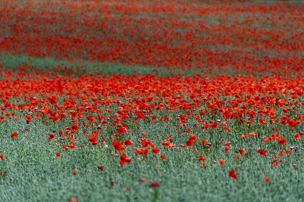 Belo Campo Com Papoilas Cabeça Comprida França Flores Vermelhas Campo — Fotografia de Stock