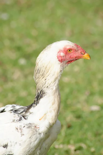 Vertikální Záběr Kuřete Šamo — Stock fotografie