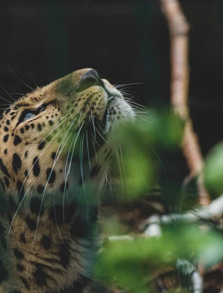 Görkemli Bir Leoparın Portresi Yukarı Bakıyor — Stok fotoğraf