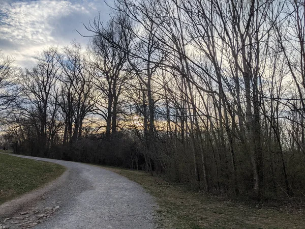 Caminho Uma Floresta Coberta Árvores Nuas Sob Luz Sol Céu — Fotografia de Stock