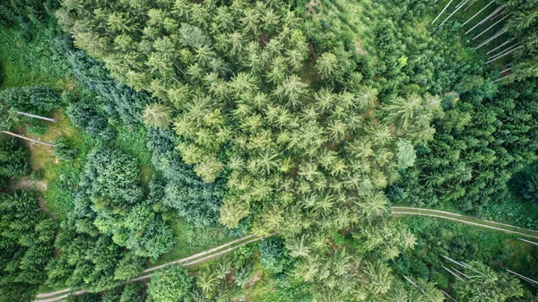 Μια Εναέρια Άποψη Του Πράσινου Πυκνά Δάση Μια Ηλιόλουστη Μέρα — Φωτογραφία Αρχείου