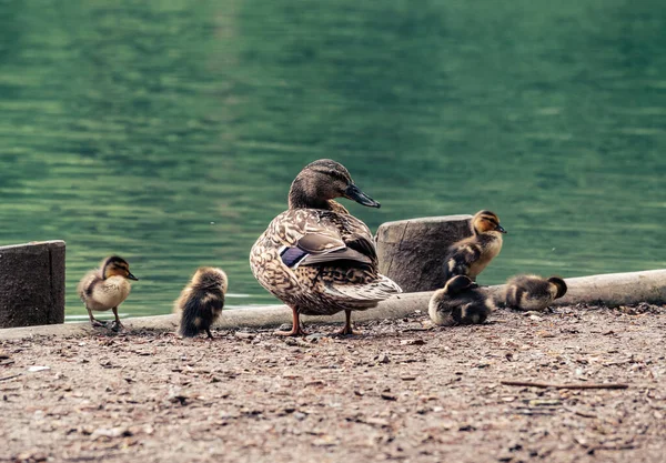 在白天 一群鸭子栖息在一个被湖水环绕的码头上 — 图库照片