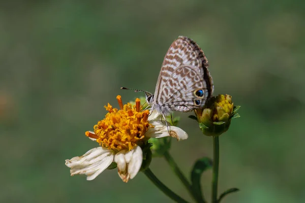 白い野の花に蝶の選択的フォーカスショット — ストック写真