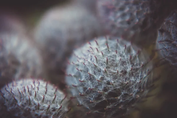 Primer Plano Hermoso Cactus Mammillaria Sobre Fondo Borroso —  Fotos de Stock