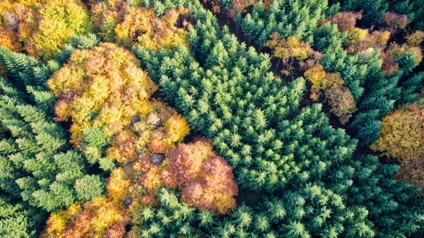 Eine Luftaufnahme Von Der Spitze Des Goldenen Fallwaldes — Stockfoto