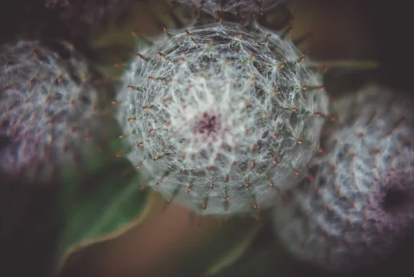 Een Close Shot Van Een Prachtige Mammillaria Cactus Een Wazige — Stockfoto