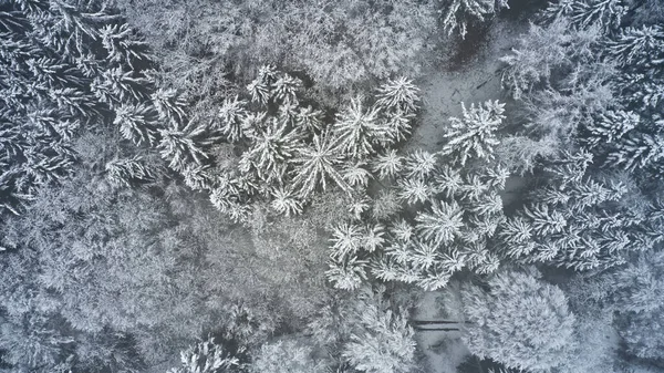 Pohled Ptačí Perspektivy Hustý Les Pokrytý Sněhem Mlhavého Počasí — Stock fotografie