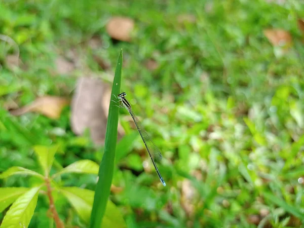 Enfoque Selectivo Una Mosca Damisela Hierba Bla —  Fotos de Stock