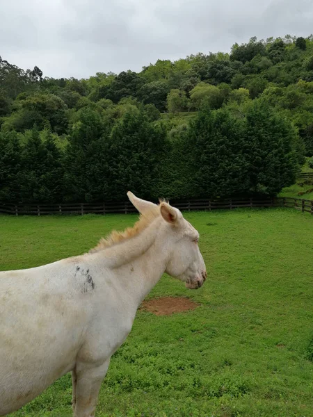 Plan Vertical Cheval Blanc Dans Champ — Photo