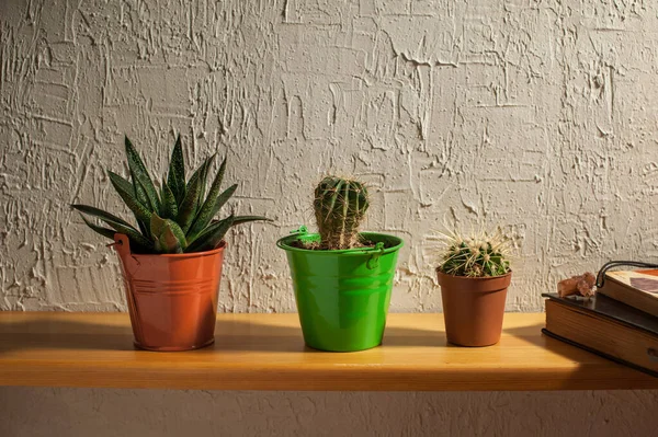 Gros Plan Cactus Dans Des Pots Colorés Sur Une Étagère — Photo