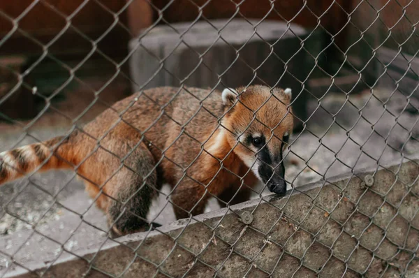 Een Closeup Shot Van Een Schattig Nasua Een Kooi — Stockfoto