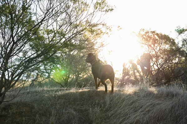Ένα Σκυλί Rottweiler Περπατώντας Στο Πεδίο Μια Ηλιόλουστη Μέρα — Φωτογραφία Αρχείου