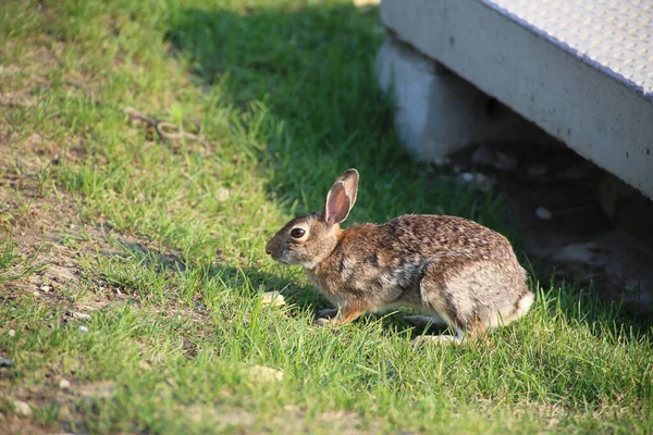 草の上のウサギのクローズアップ — ストック写真