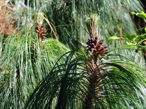 Selective Focus Shot Green Pine Branch — Stock Photo, Image