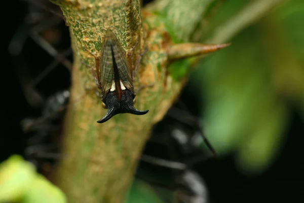 Eine Selektive Fokusaufnahme Eines Dreihörnigen Baumopfers Acanthuchus Trispinifer Auf Einer — Stockfoto