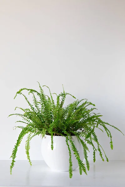 Vertical Shot Green Plant Flowerpot White Background — Stock Photo, Image