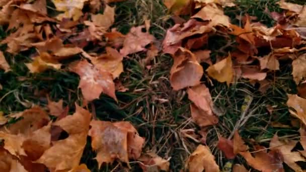 Φθινοπωρινά Φύλλα Φθινοπωρινή Χλωρίδα — Αρχείο Βίντεο