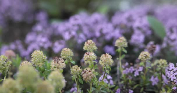 Belles Fleurs Dans Jardin — Video