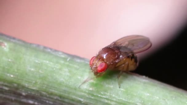 Macro Vista Insectos Naturaleza — Vídeos de Stock