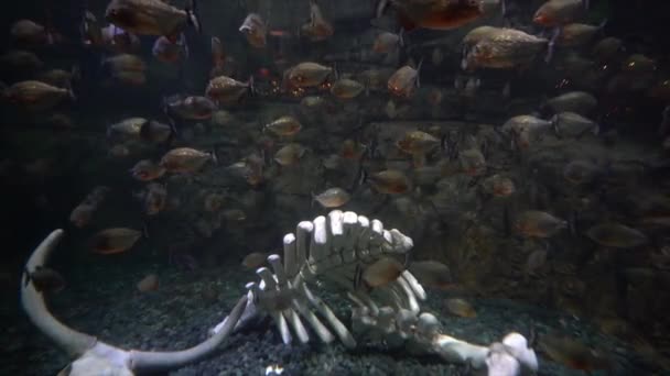 Красивий Підводний Вид Рибу — стокове відео