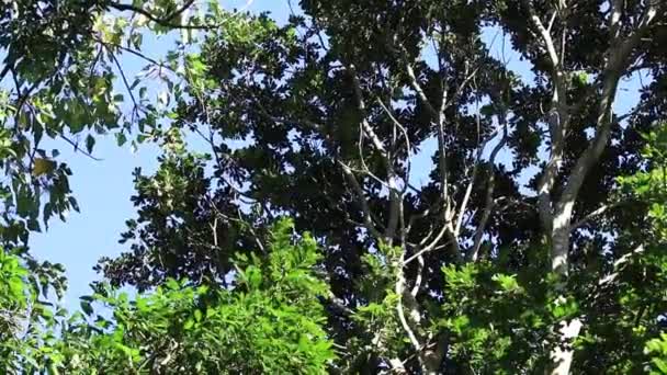 Hojas Verdes Cielo Azul — Vídeos de Stock