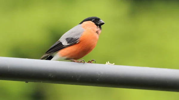 緑の背景に輝く鳥が — ストック写真