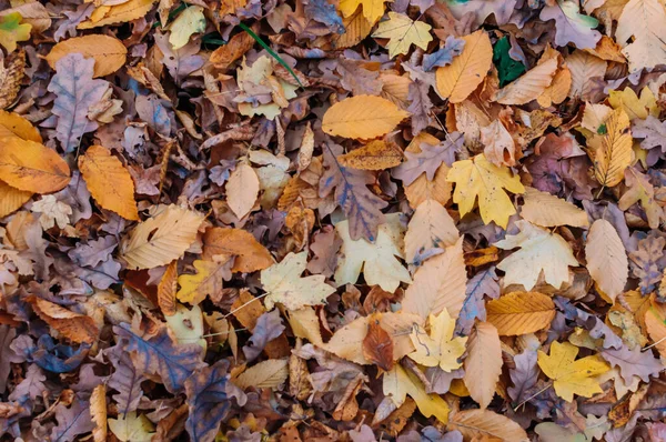 Een Oppere Bezichtiging Van Dorre Gevallen Loof Een Herfst Dag — Stockfoto